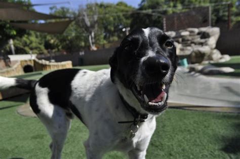 dog boarding costa mesa|The Bone Adventure Hours and Location 